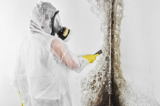 Attic Mold Removal in Santa Rita Ranch, TX