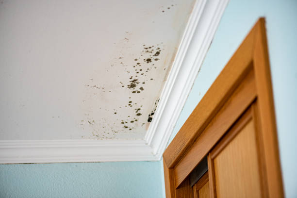 Best Office Mold Removal Services  in Santa Rita Ranch, TX