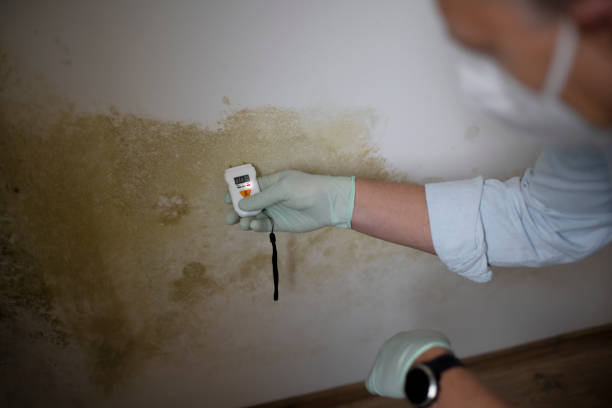Office Mold Removal Services in Santa Rita Ranch, TX