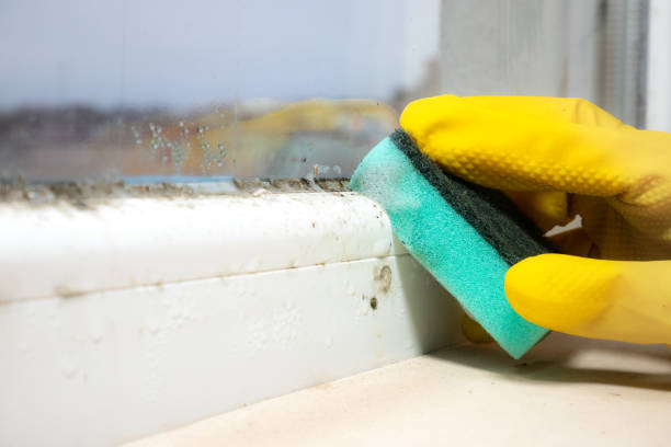Best Black Mold Removal  in Santa Rita Ranch, TX
