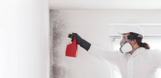 Best Office Mold Removal Services  in Santa Rita Ranch, TX