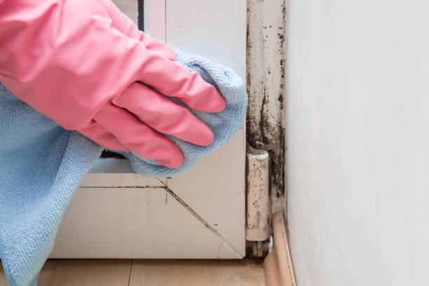 Trusted Santa Rita Ranch, TX Mold Removal Experts