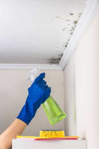 Best Residential Mold Removal  in Santa Rita Ranch, TX