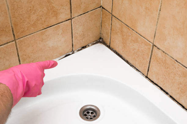 Mold Removal Process in Santa Rita Ranch, TX